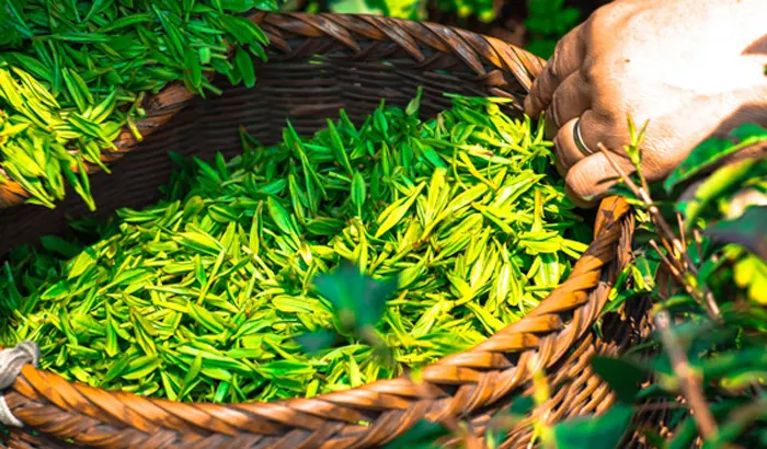 Feuilles de thé vert