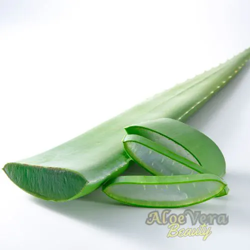 top 5 des raisons d'adopter l'aloe sunscreen